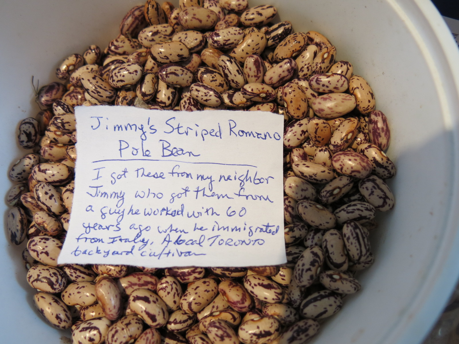 Beans with a story, donated to seed exchange in Parkdale